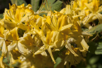  Pontischer Rhododendron „Sämling“