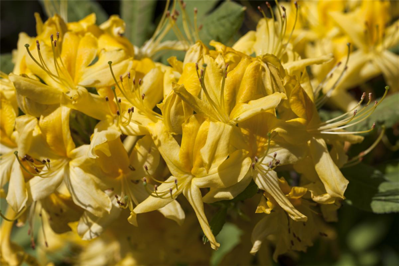  Pontischer Rhododendron „Sämling“