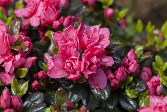  Japanische Azalee „Rosinetta®“