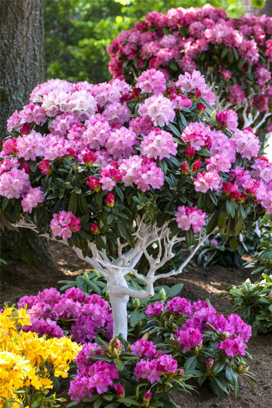  Yaku-Rhododendron „Arabella“