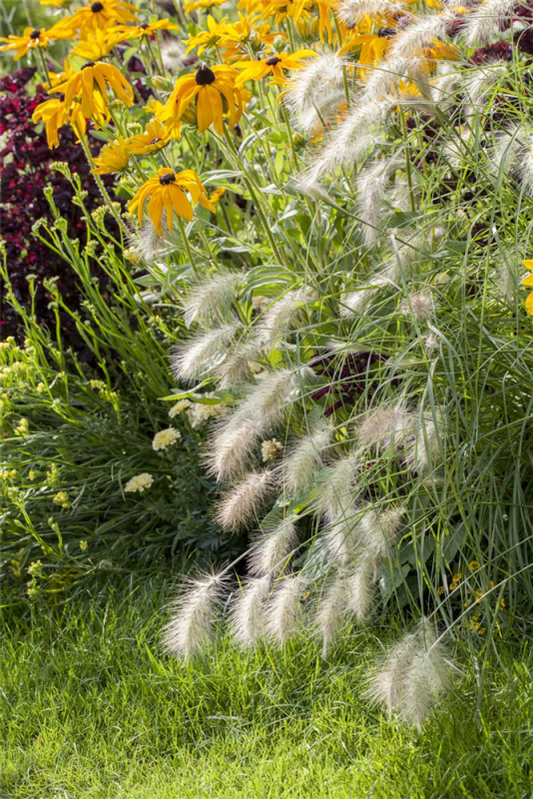  Garten-Federborstengras „Hameln“