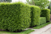  Hainbuchen-Hecke