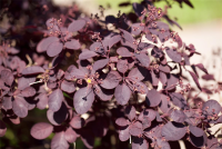  Roter Perückenstrauch „Royal Purple“