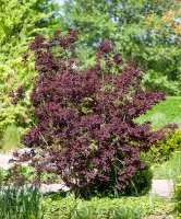  Roter Perückenstrauch „Royal Purple“