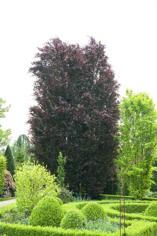  Blutbuchen-Hecke