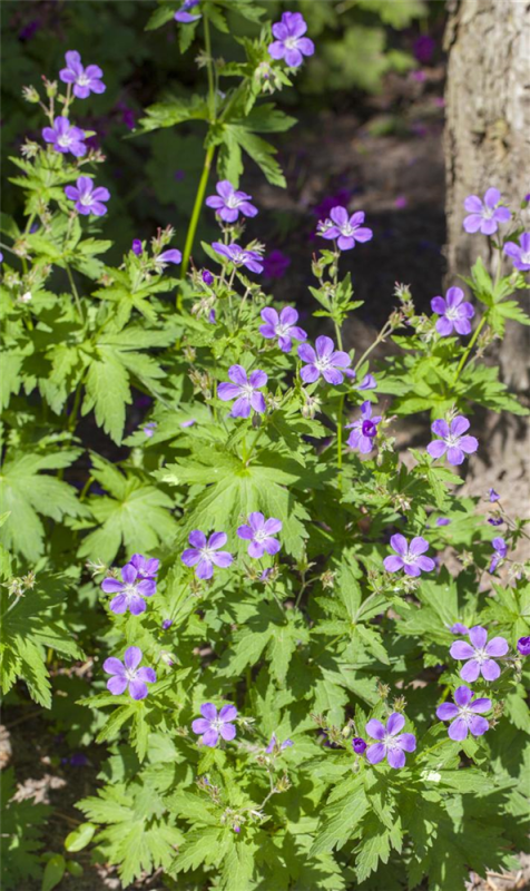  Garten-Storchschnabel „Mayflower“
