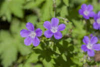  Garten-Storchschnabel „Mayflower“