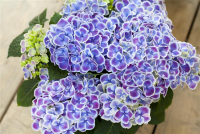  Bauernhortensie, Blau