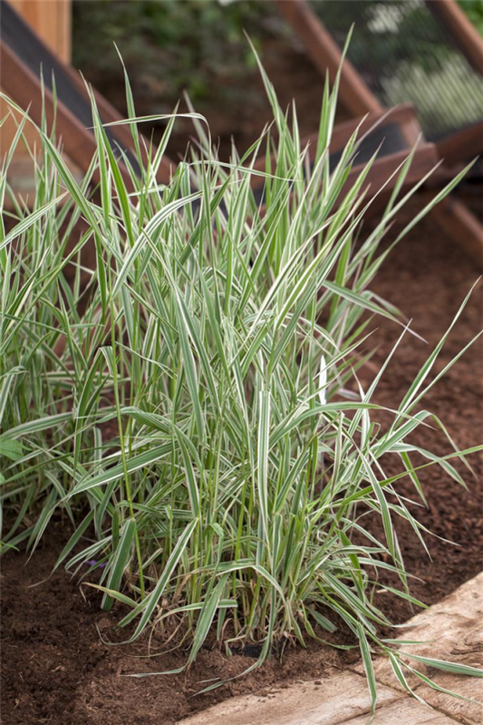  Garten-Rohr-Glanzgras „Picta“