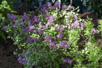  Meyer´s Flieder „Palibin“