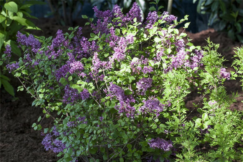  Meyer´s Flieder „Palibin“