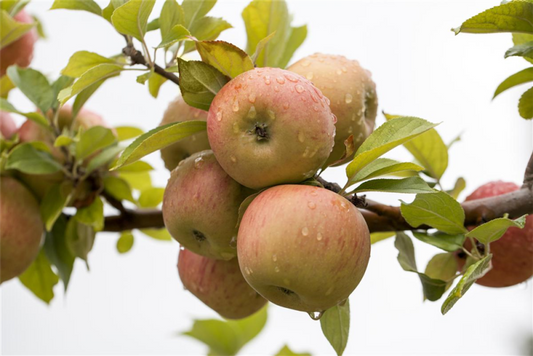  Winterapfel „Goldparmäne“