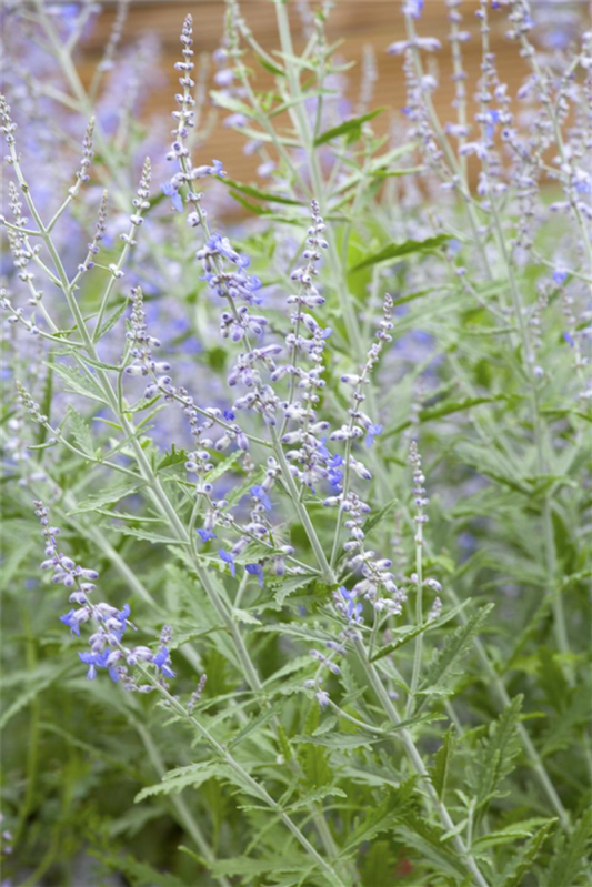  Blauraute „Lacey Blue®“
