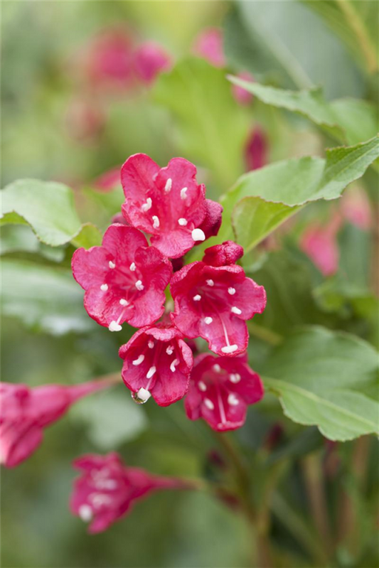  Weigelie „Red Prince“