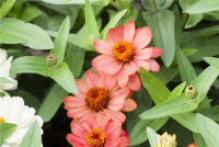  KIEPENKERL Haage-Zinniensamen „Profusion“