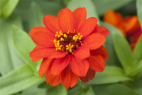  KIEPENKERL Haage-Zinniensamen „Profusion“