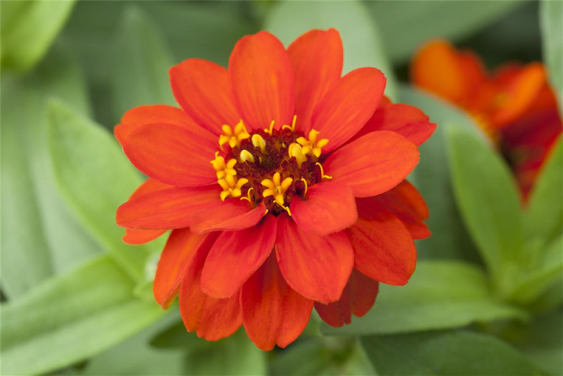  KIEPENKERL Haage-Zinniensamen „Profusion“