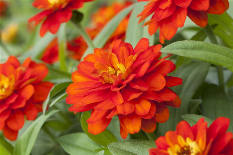  KIEPENKERL Haage-Zinniensamen „Profusion“
