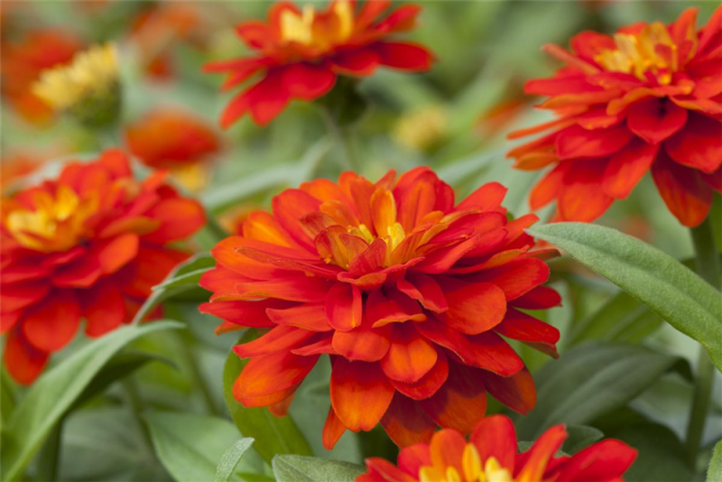  KIEPENKERL Haage-Zinniensamen „Profusion“