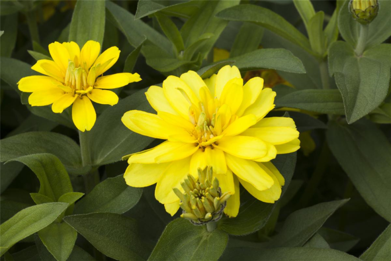  KIEPENKERL Haage-Zinniensamen „Profusion“