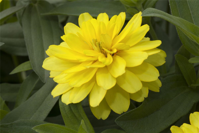  KIEPENKERL Haage-Zinniensamen „Profusion“
