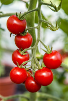  SPERLI Tomatensamen „Gourmelito“