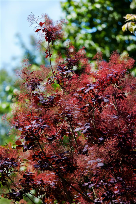  Roter Perückenstrauch „Royal Purple“