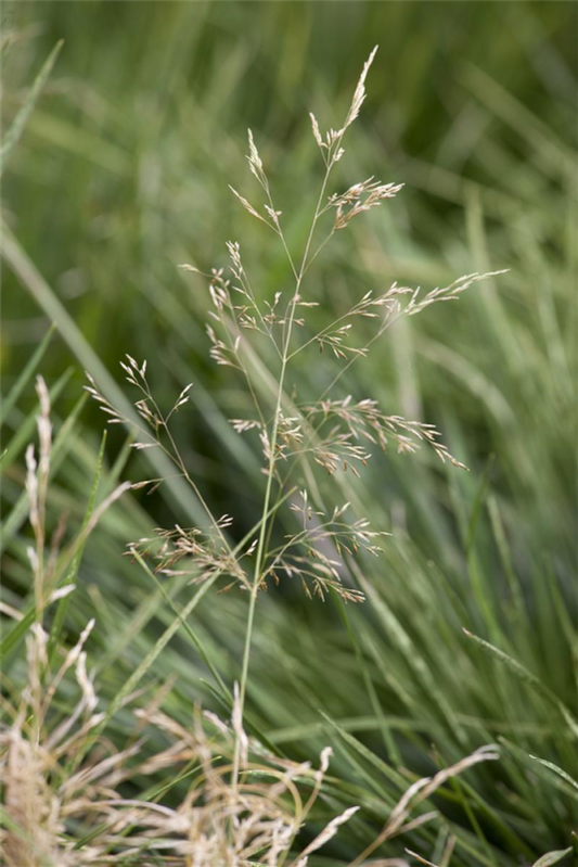  Garten-Schmiele „Goldtau“
