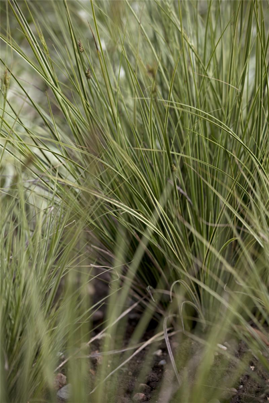  Garten-Segge „Verde“
