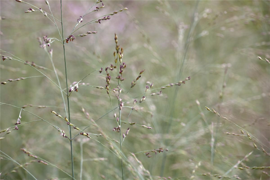  Garten-Ruten-Hirse „Prairie Sky“