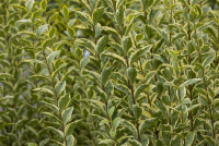  Goldliguster-Hecke