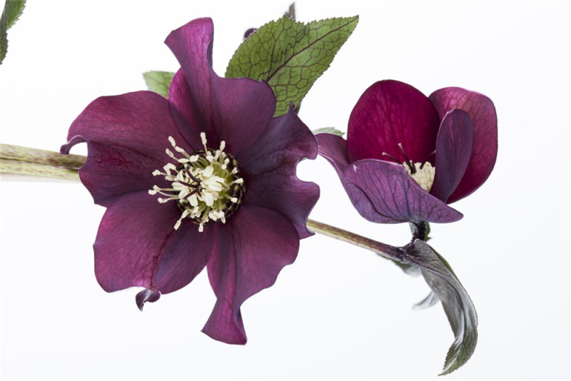  Lenzrose