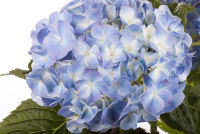  Bauernhortensie, Blau