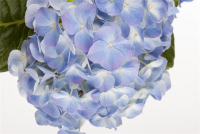  Bauernhortensie, Blau
