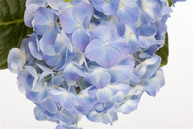  Bauernhortensie, Blau