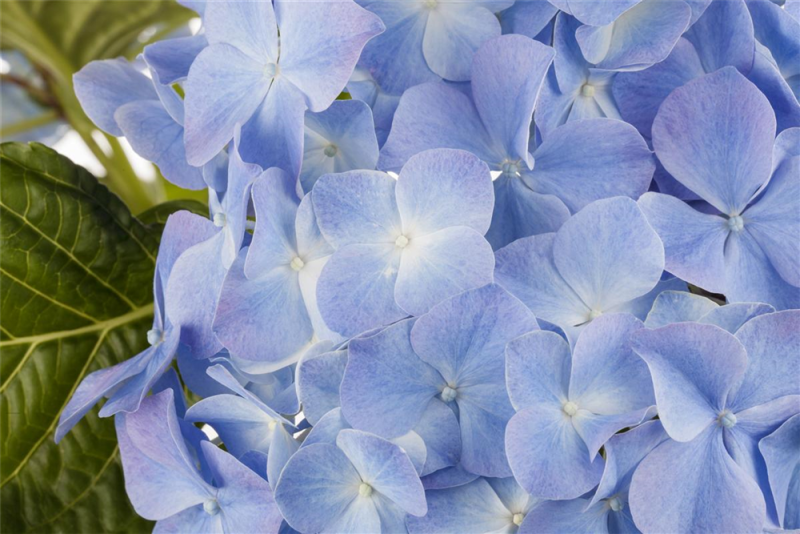  Bauernhortensie, Blau