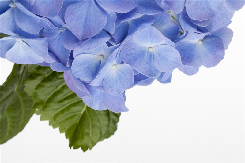  Bauernhortensie, Blau