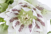  Lenzrose