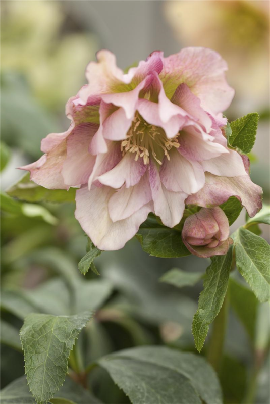  Lenzrose