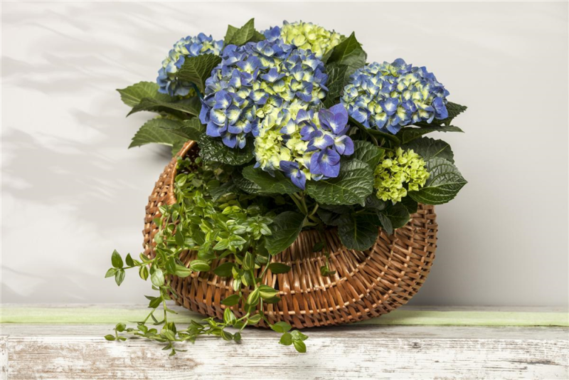  Bauernhortensie, Blau