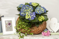  Bauernhortensie, Blau