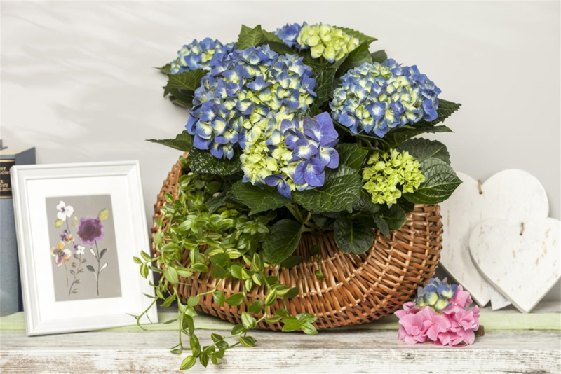  Bauernhortensie, Blau