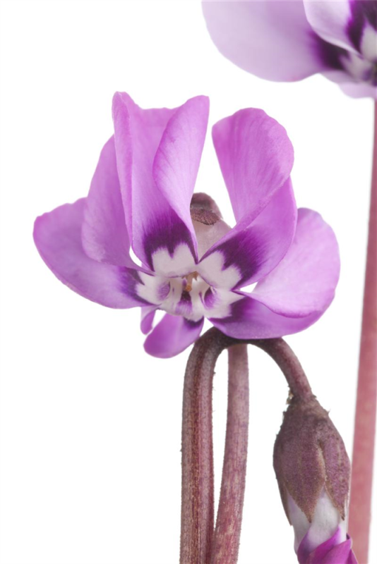 Cyclamen Coum