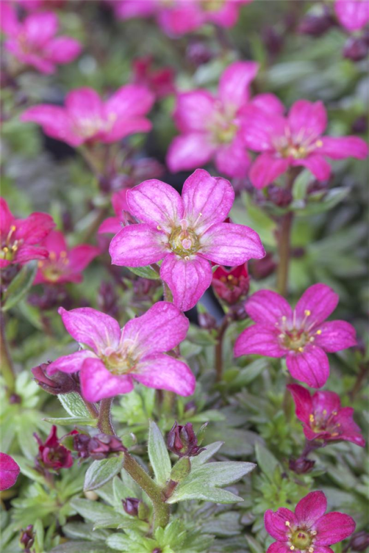  Garten-Moos-Steinbrech „Peter Pan“