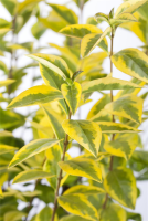  Goldliguster-Hecke