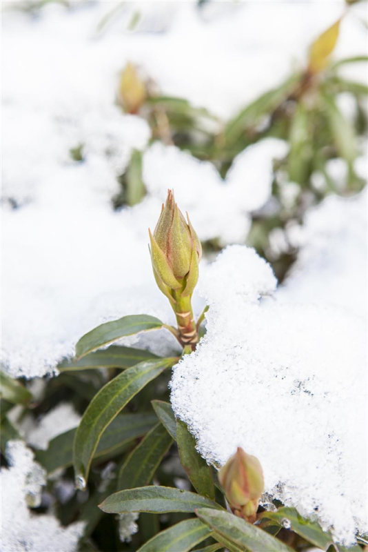  Pontischer Rhododendron „Graziella“ - Hecke