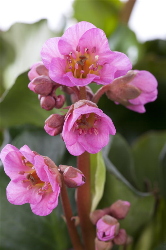  Bergenie „Shoeshine Rose“