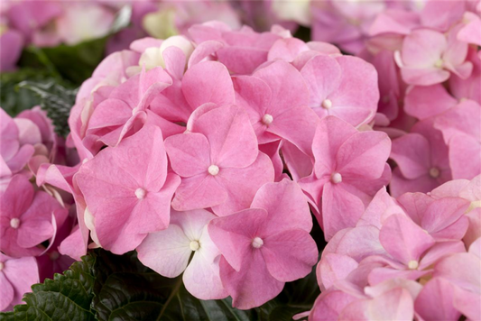  Bauernhortensie, Rosa