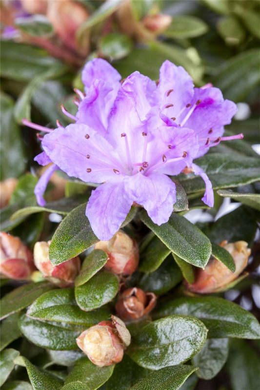  Kleinblättriger Rhododendron „Moerheim“