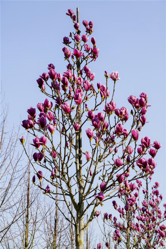  Magnolie „Cleopatra“